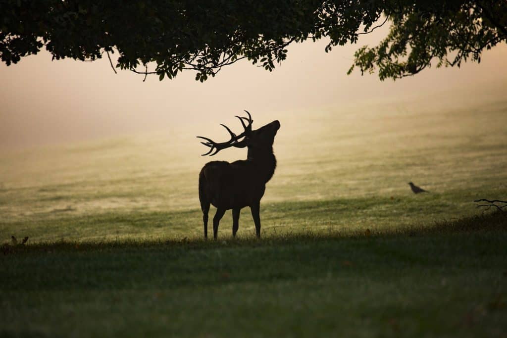 cerf nature sauvage laudato si mist-4551691_1920