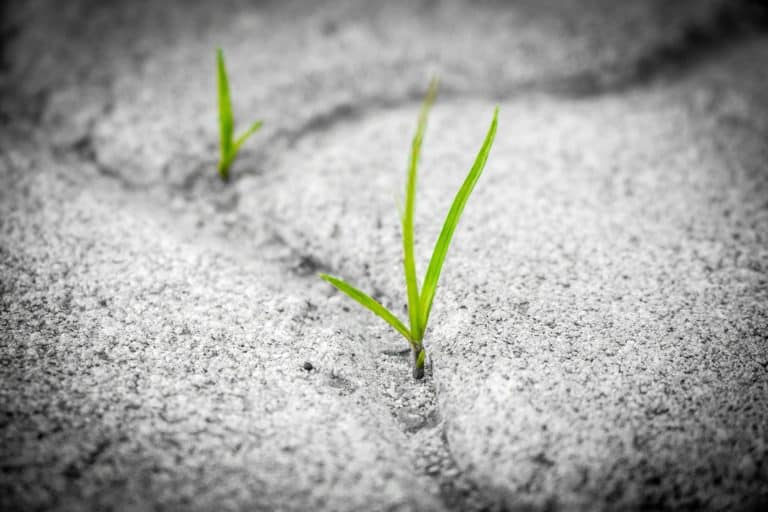 Plante naissante sur un sol gris